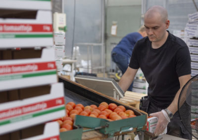 Mies punnitsee tomaatteja pakkauslaatikossa.