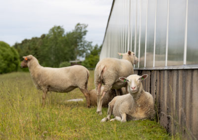 Neljä lammasta laitumella seinän vierustalla.