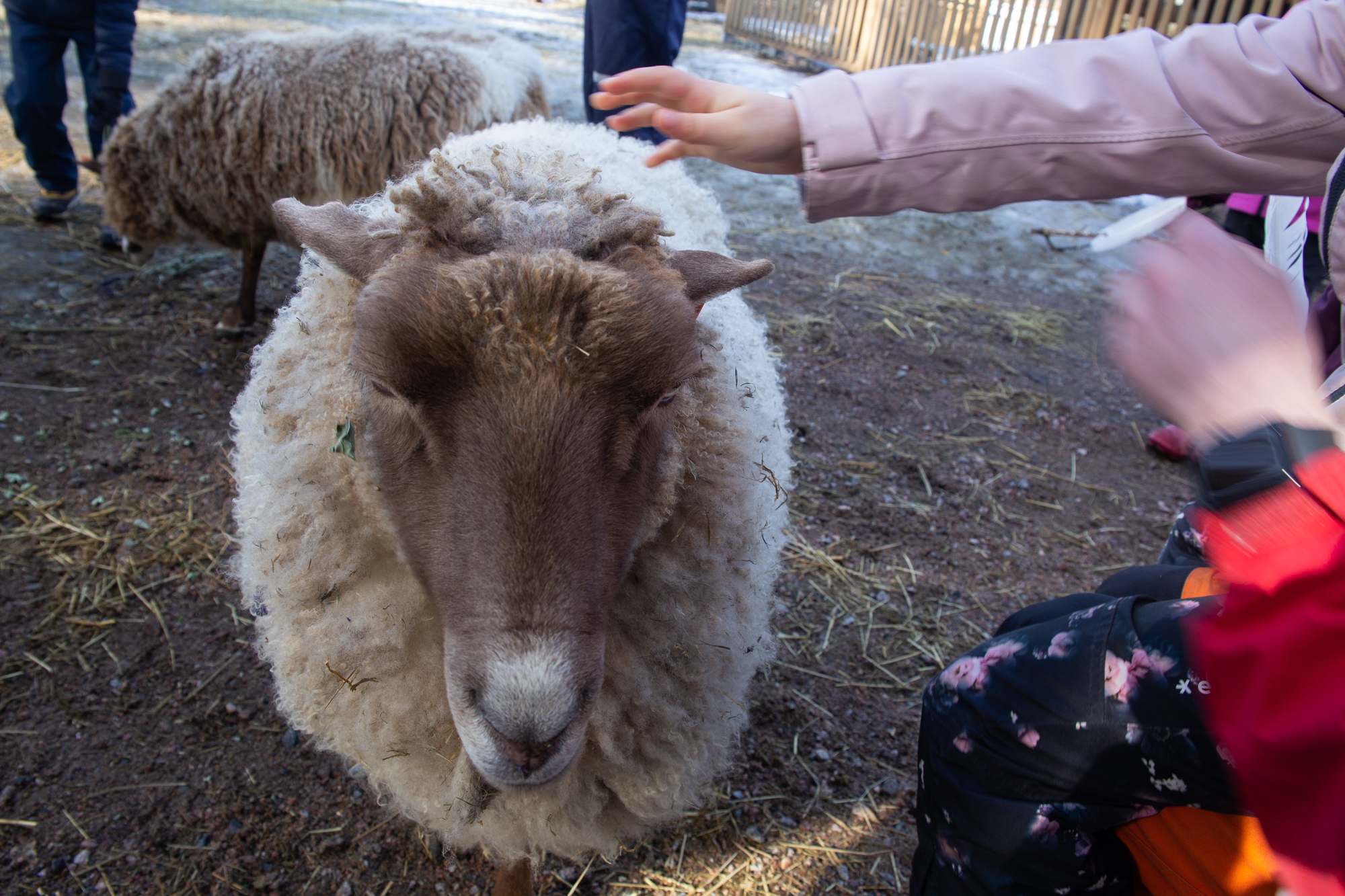 Lapsen käsi silittää lammasta.
