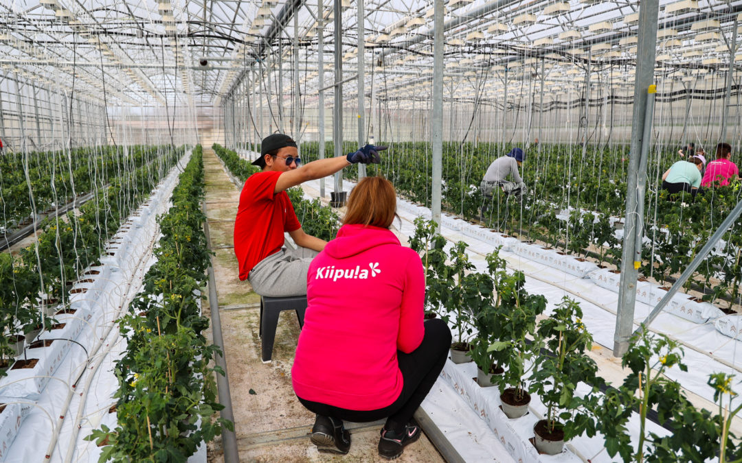 Opiskelijoita suuressa kasvihuoneessa istuttamassa tomaatteja.